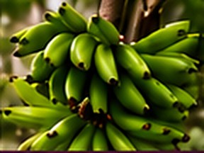 Musa 'Dwarf Cavendish'